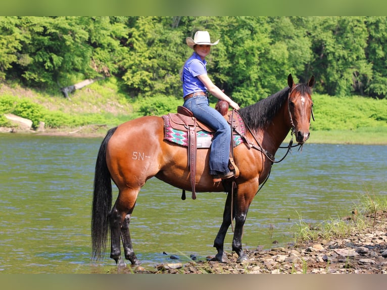 American Quarter Horse Klacz 8 lat 157 cm Gniada in Clarion, PA
