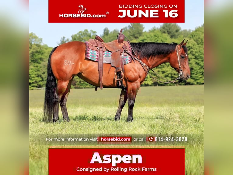 American Quarter Horse Klacz 8 lat 157 cm Gniada in Clarion, PA