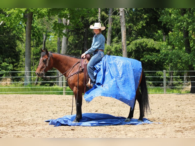 American Quarter Horse Klacz 8 lat 157 cm Gniada in Clarion, PA