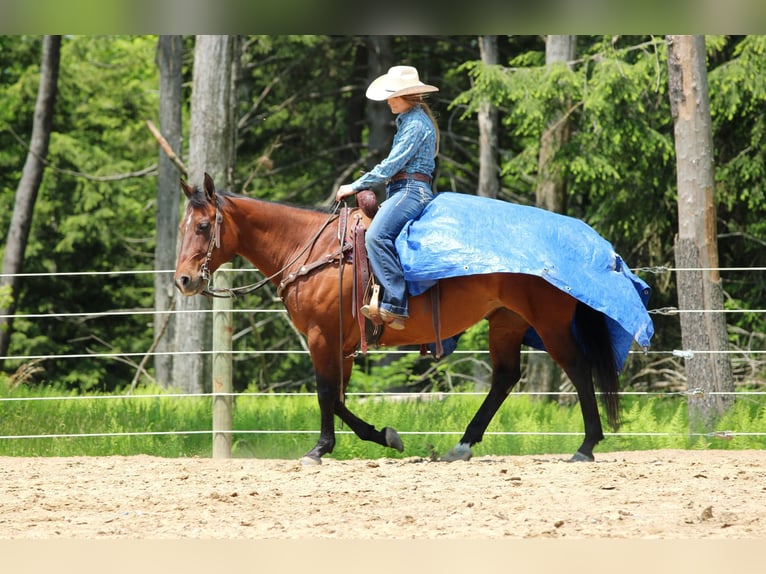 American Quarter Horse Klacz 8 lat 157 cm Gniada in Clarion, PA