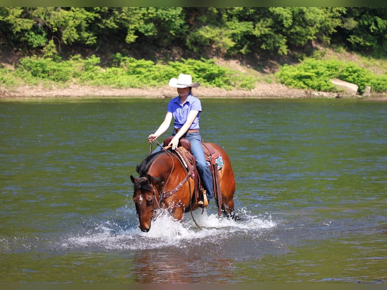 American Quarter Horse Klacz 8 lat 157 cm Gniada in Clarion, PA
