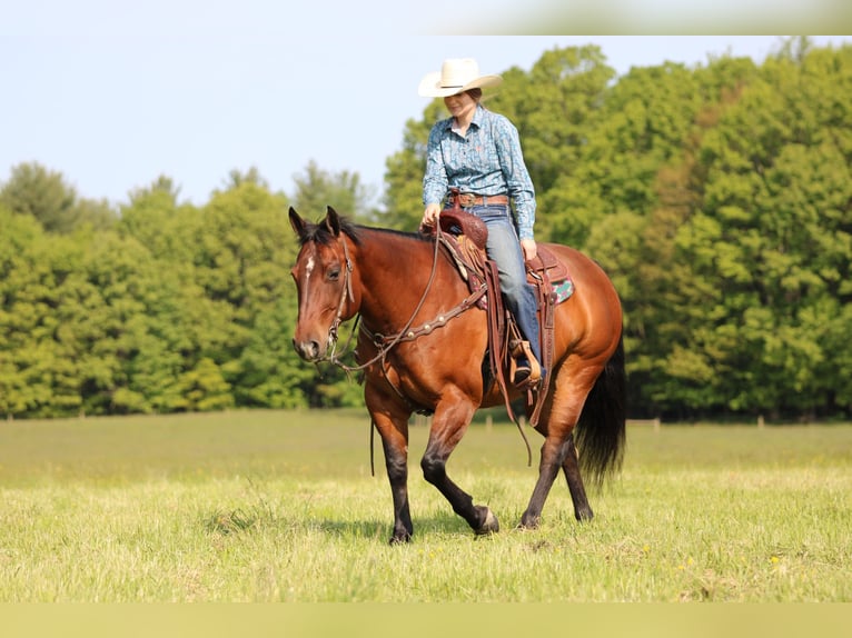 American Quarter Horse Klacz 8 lat 157 cm Gniada in Clarion, PA