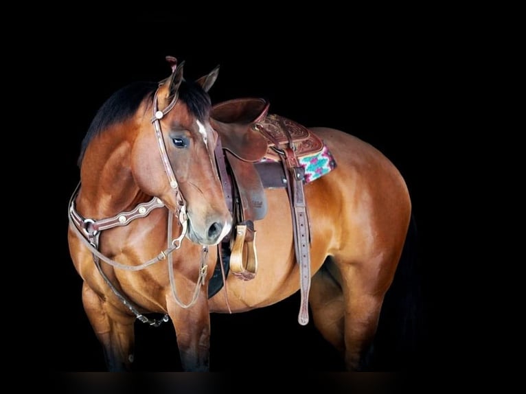 American Quarter Horse Klacz 8 lat 157 cm Gniada in Clarion, PA
