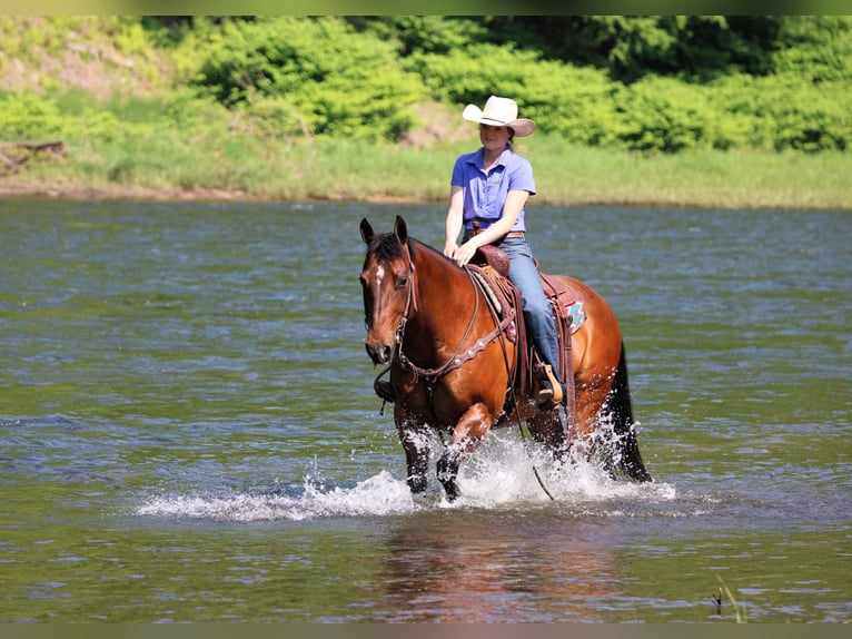 American Quarter Horse Klacz 8 lat 157 cm Gniada in Clarion, PA