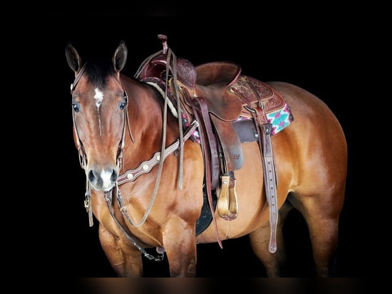 American Quarter Horse Klacz 8 lat 157 cm Gniada in Clarion, PA