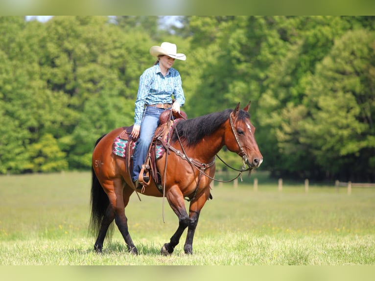 American Quarter Horse Klacz 8 lat 157 cm Gniada in Clarion, PA