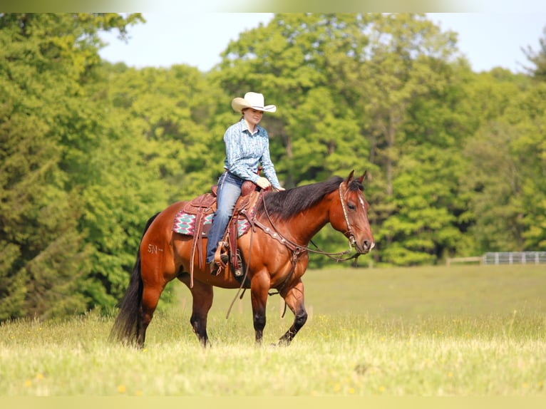 American Quarter Horse Klacz 8 lat 157 cm Gniada in Clarion, PA
