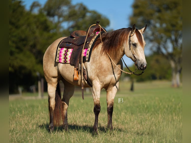 American Quarter Horse Klacz 8 lat 157 cm Jelenia in Terrell