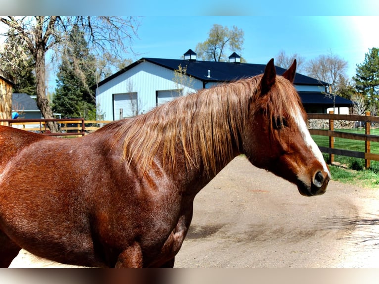 American Quarter Horse Klacz 8 lat 157 cm Kasztanowatodereszowata in Fort Collins CO