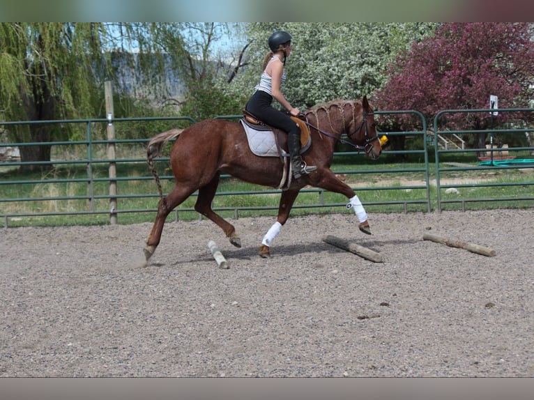 American Quarter Horse Klacz 8 lat 157 cm Kasztanowatodereszowata in Fort Collins CO