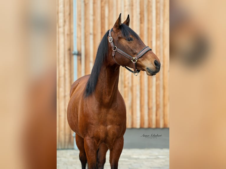 American Quarter Horse Klacz 8 lat 160 cm Gniada in Hundsangen