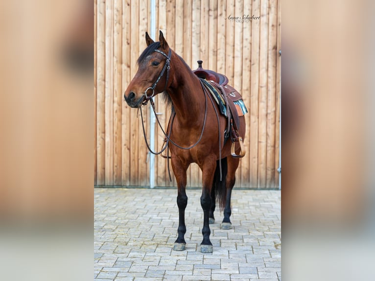 American Quarter Horse Klacz 8 lat 160 cm Gniada in Hundsangen