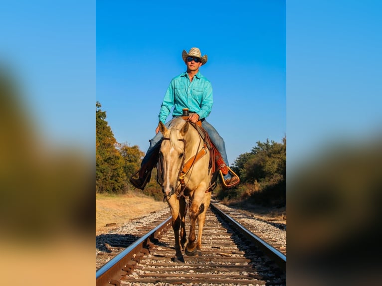American Quarter Horse Klacz 8 lat 160 cm Izabelowata in Stephenville, TX