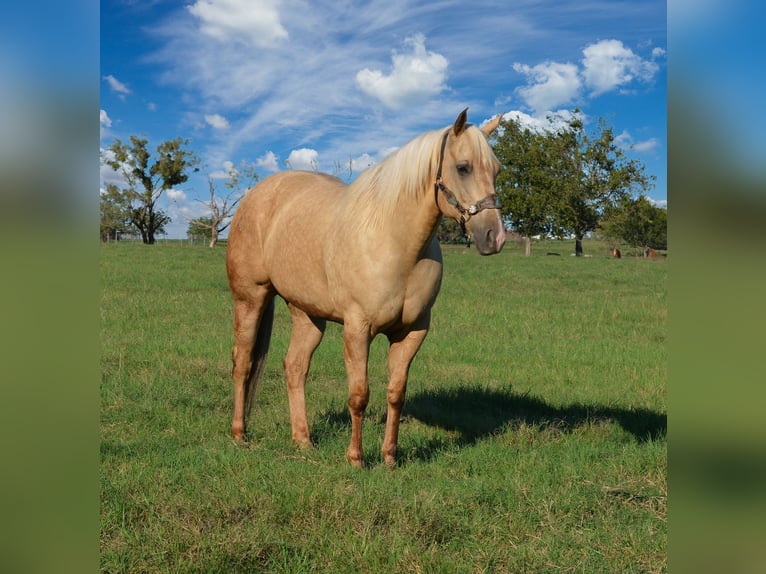 American Quarter Horse Klacz 8 lat 160 cm Izabelowata in Stephenville, TX