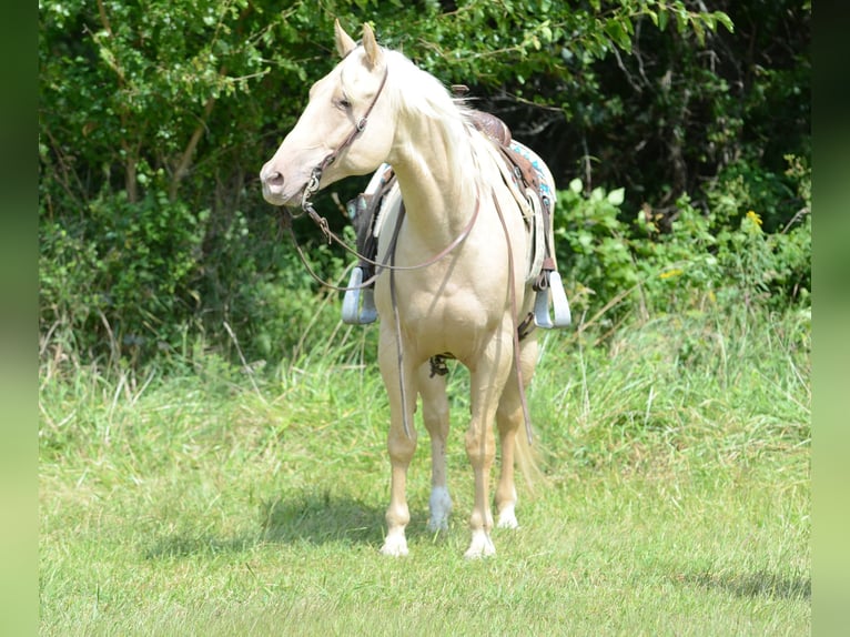 American Quarter Horse Klacz 8 lat 160 cm Izabelowata in Princeton MO