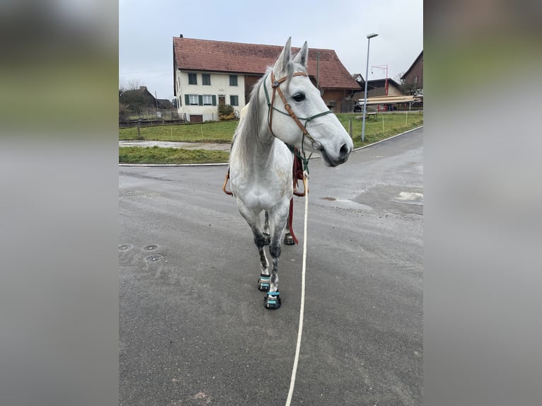 American Quarter Horse Klacz 8 lat 160 cm Może być siwy in Schaffhausen