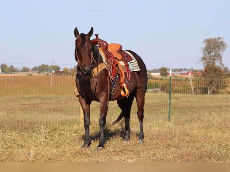 American Quarter Horse Klacz 8 lat Gniadodereszowata in Sonora KY