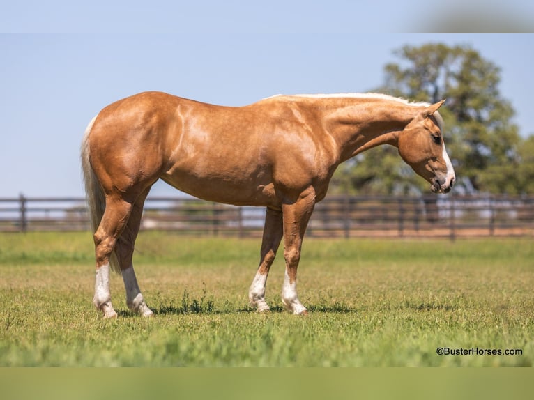 American Quarter Horse Klacz 8 lat Izabelowata in Weatherford TX