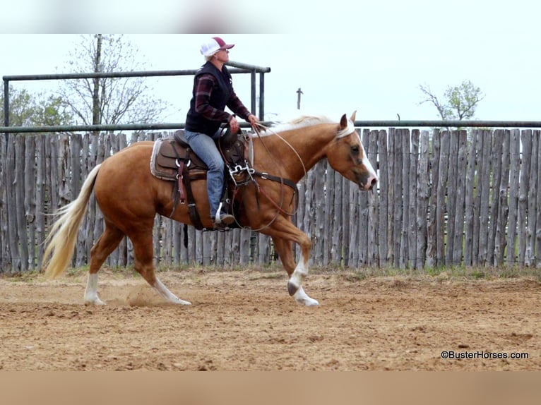 American Quarter Horse Klacz 8 lat Izabelowata in Weatherford TX