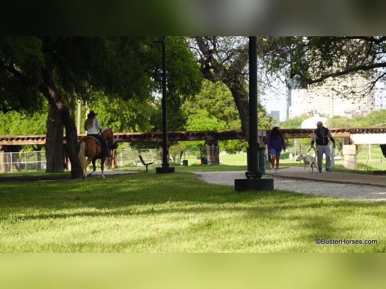 American Quarter Horse Klacz 8 lat Izabelowata in Weatherford TX