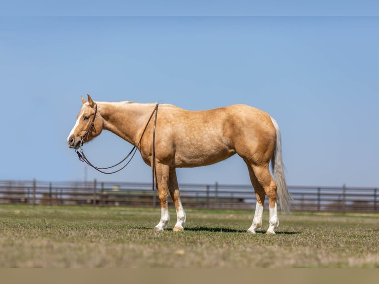 American Quarter Horse Klacz 8 lat Izabelowata in Weatherford TX