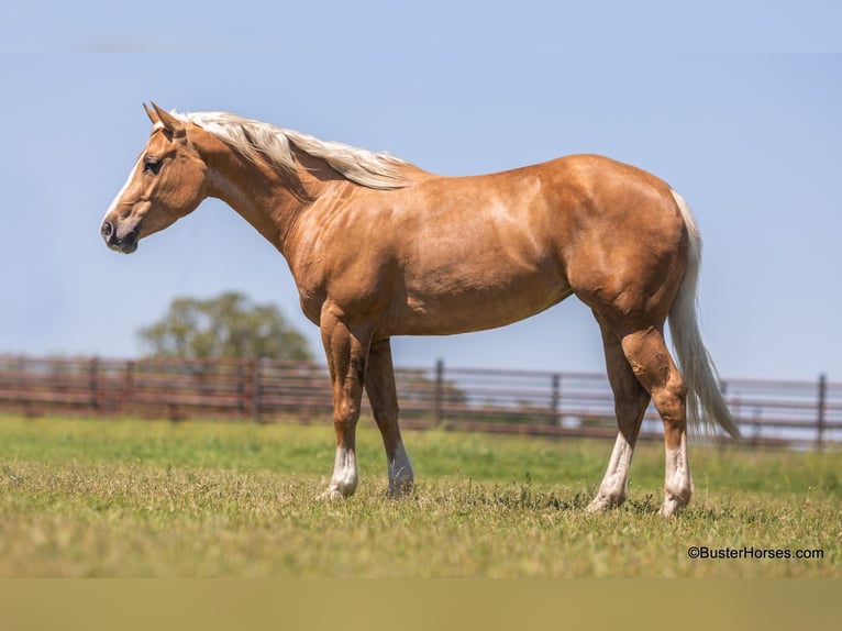 American Quarter Horse Klacz 8 lat Izabelowata in Weatherford TX