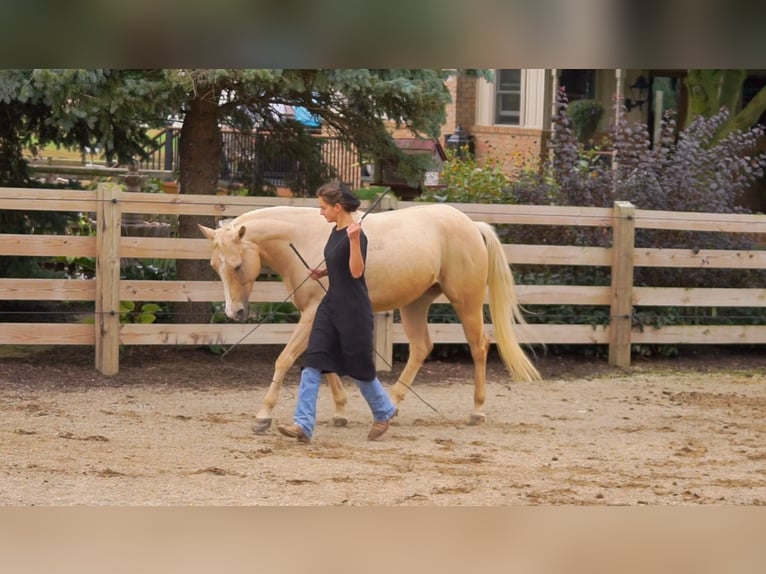 American Quarter Horse Klacz 8 lat Izabelowata in Gordonville