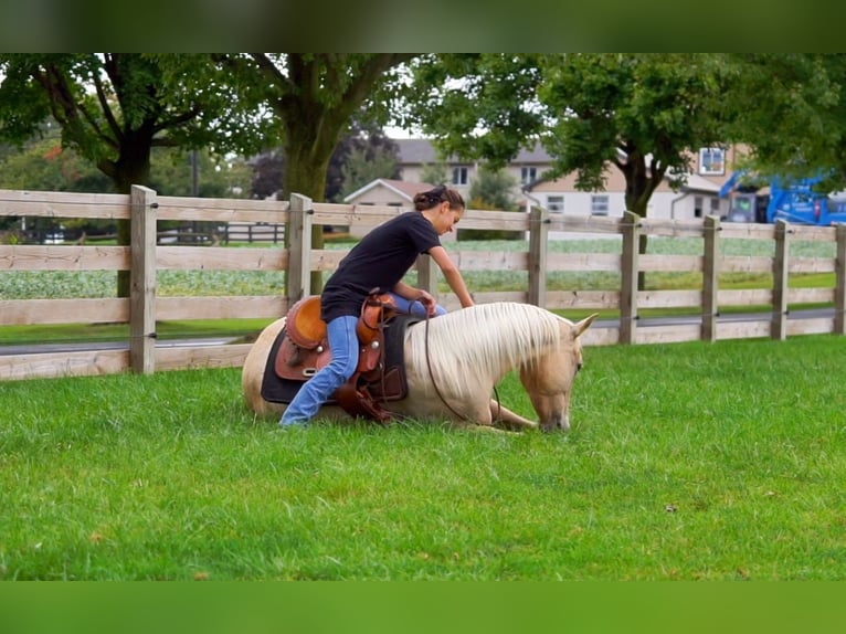 American Quarter Horse Klacz 8 lat Izabelowata in Gordonville