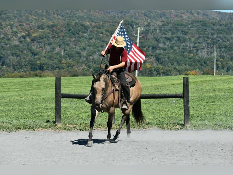 American Quarter Horse Klacz 8 lat Jelenia in Rebersburg