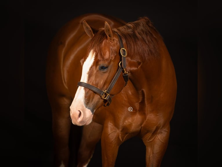 American Quarter Horse Klacz 8 lat Kasztanowata in Hocheck