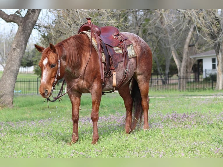 American Quarter Horse Klacz 8 lat Kasztanowatodereszowata in Burleson, TX