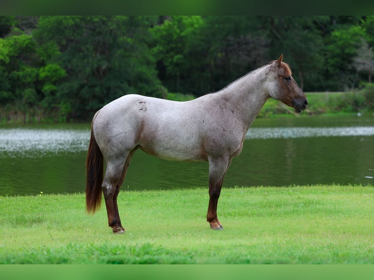 American Quarter Horse Klacz 8 lat Kasztanowatodereszowata in Forney