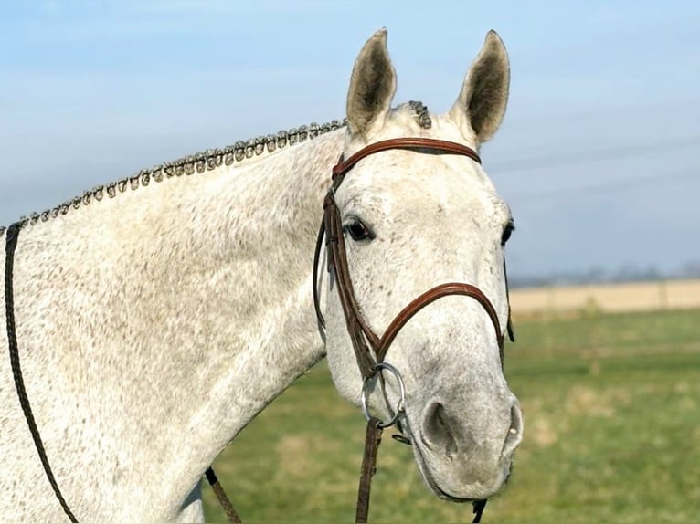 American Quarter Horse Klacz 8 lat Siwa in Uedem