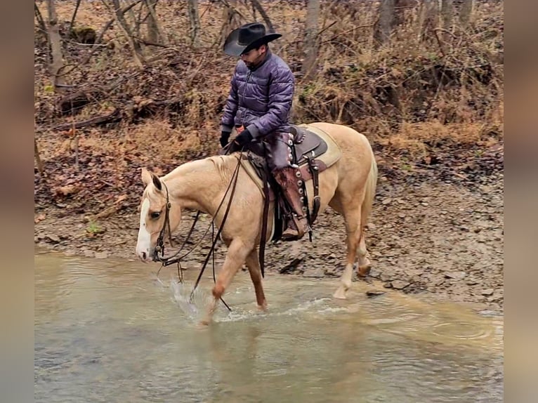 American Quarter Horse Klacz 9 lat 135 cm Izabelowata in Robards