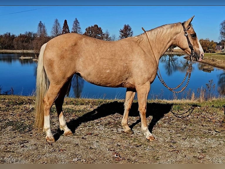 American Quarter Horse Klacz 9 lat 135 cm Izabelowata in Robards