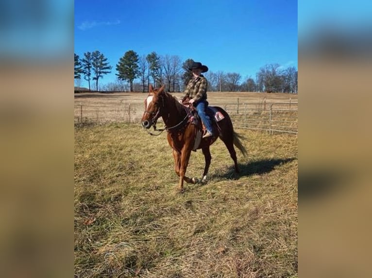 American Quarter Horse Klacz 9 lat 142 cm Ciemnokasztanowata in Clarksburg, TN