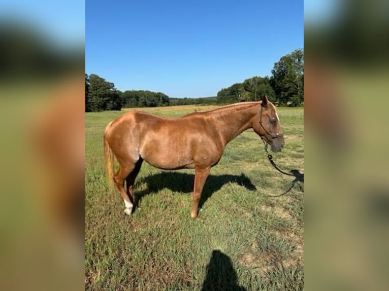 American Quarter Horse Klacz 9 lat 142 cm Ciemnokasztanowata in Clarksburg, TN