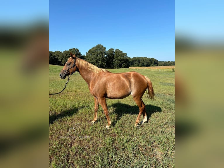 American Quarter Horse Klacz 9 lat 142 cm Ciemnokasztanowata in Clarksburg, TN