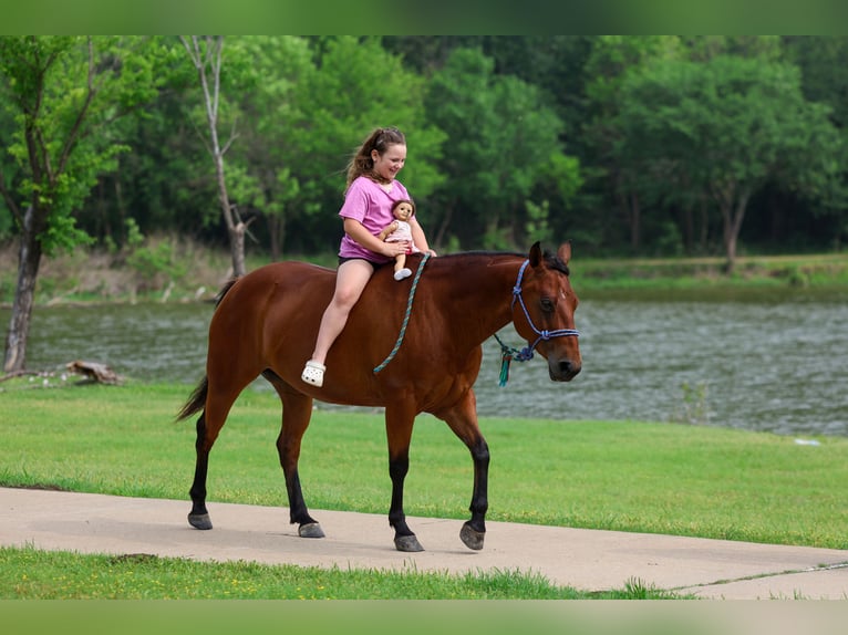American Quarter Horse Klacz 9 lat 142 cm Gniada in Forney