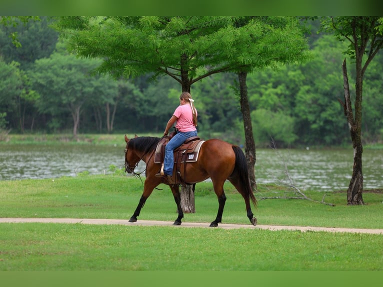 American Quarter Horse Klacz 9 lat 142 cm Gniada in Forney
