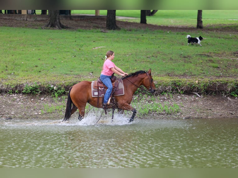 American Quarter Horse Klacz 9 lat 142 cm Gniada in Forney
