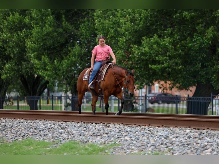 American Quarter Horse Klacz 9 lat 142 cm Gniada in Forney
