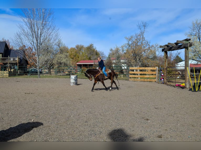 American Quarter Horse Klacz 9 lat 142 cm Gniada in Fort Collins, CO