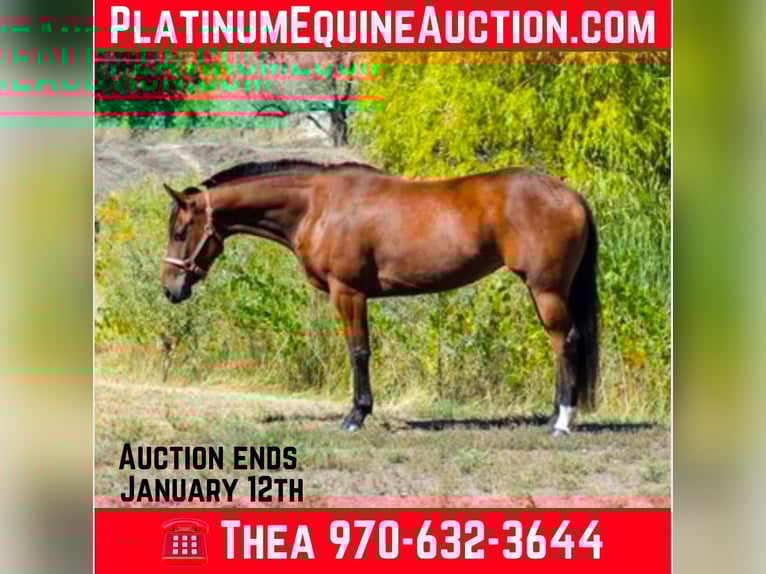 American Quarter Horse Klacz 9 lat 142 cm Gniada in Fort Collins, CO