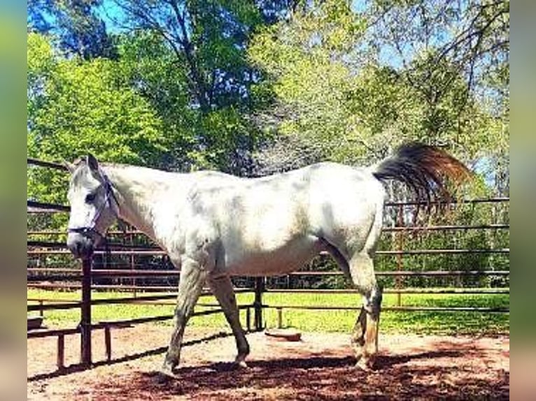 American Quarter Horse Klacz 9 lat 142 cm Siwa in Fort Worth Texas