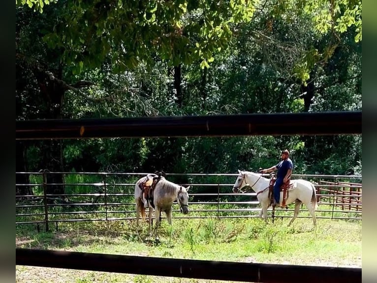 American Quarter Horse Klacz 9 lat 142 cm Siwa in Fort Worth Texas