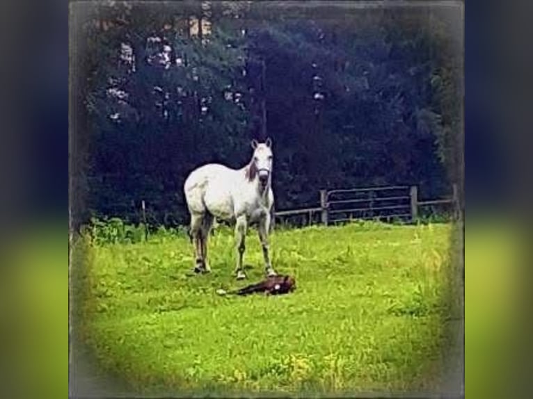 American Quarter Horse Klacz 9 lat 142 cm Siwa in Fort Worth Texas