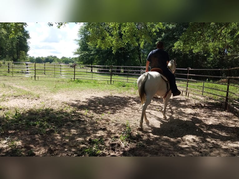 American Quarter Horse Klacz 9 lat 142 cm Siwa in Fort Worth Texas