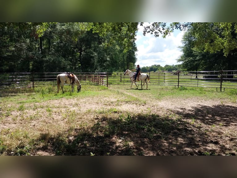 American Quarter Horse Klacz 9 lat 142 cm Siwa in Fort Worth Texas