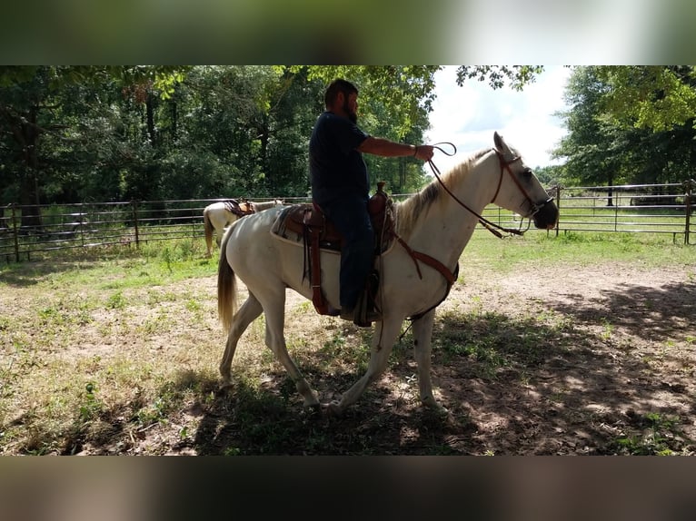 American Quarter Horse Klacz 9 lat 142 cm Siwa in Fort Worth Texas